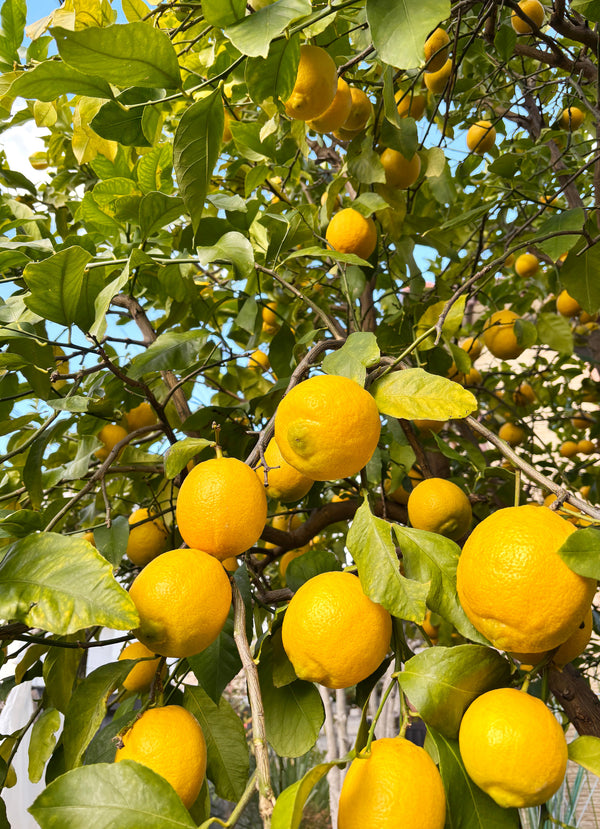 Gocce Lemon Balsamic Glaze - 220ml