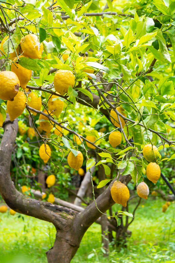 Rossella Limoncello di Amalfi Coast - 500ml