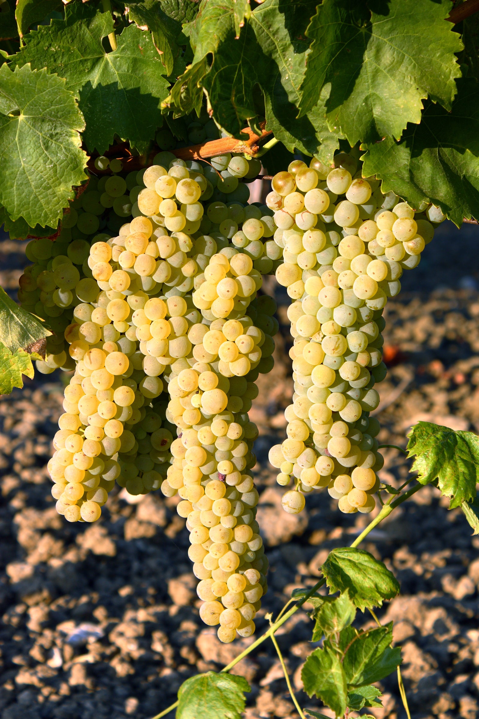 Rossella’s Prosecco DOC Treviso - 750ml