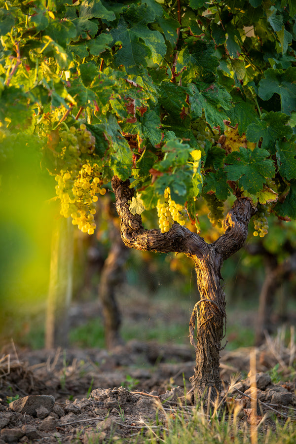 Rossella’s Falanghina - 750ml