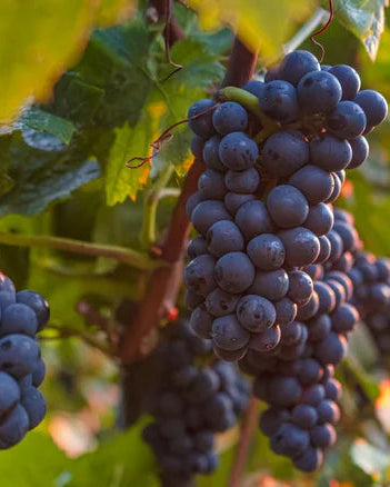 Giusti Saba Cooked Grape Must - 250ml