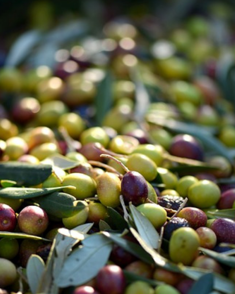 Roi Taggiasca Extra Virgin Olive Oil - 500ml